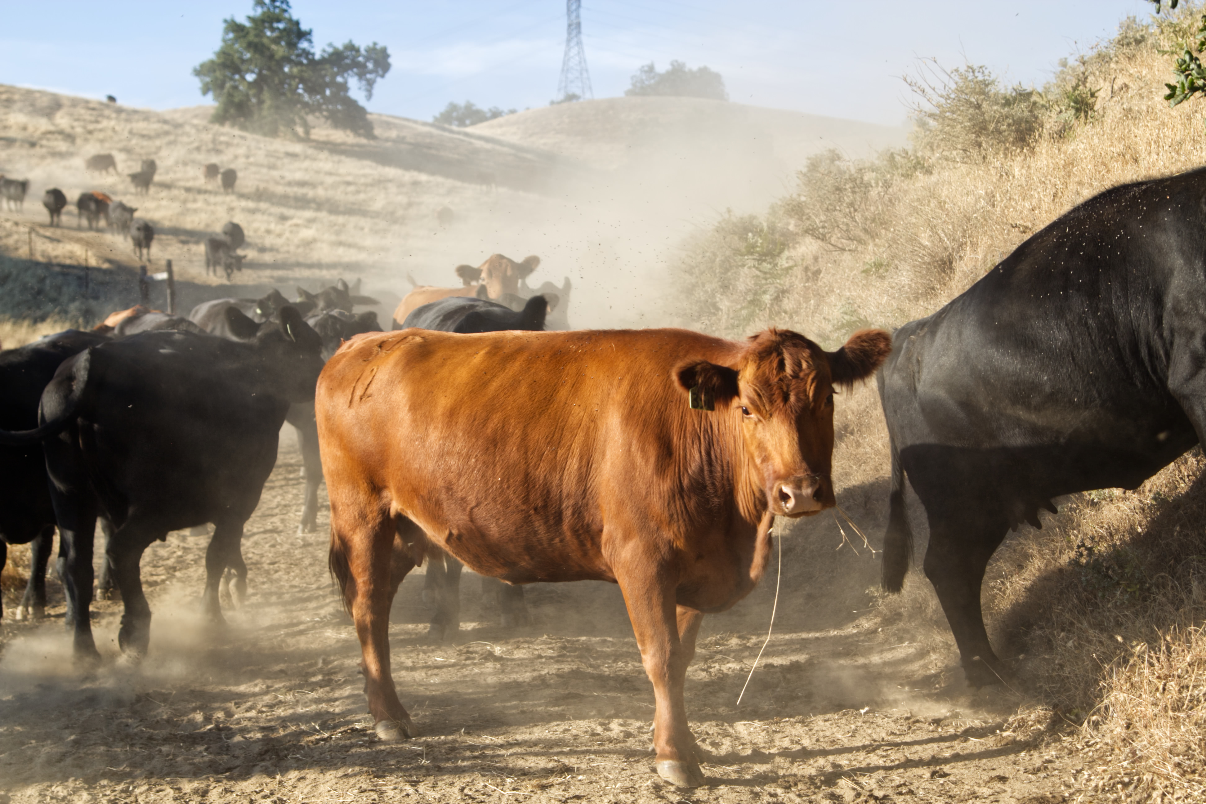 Brown cow on dirt road