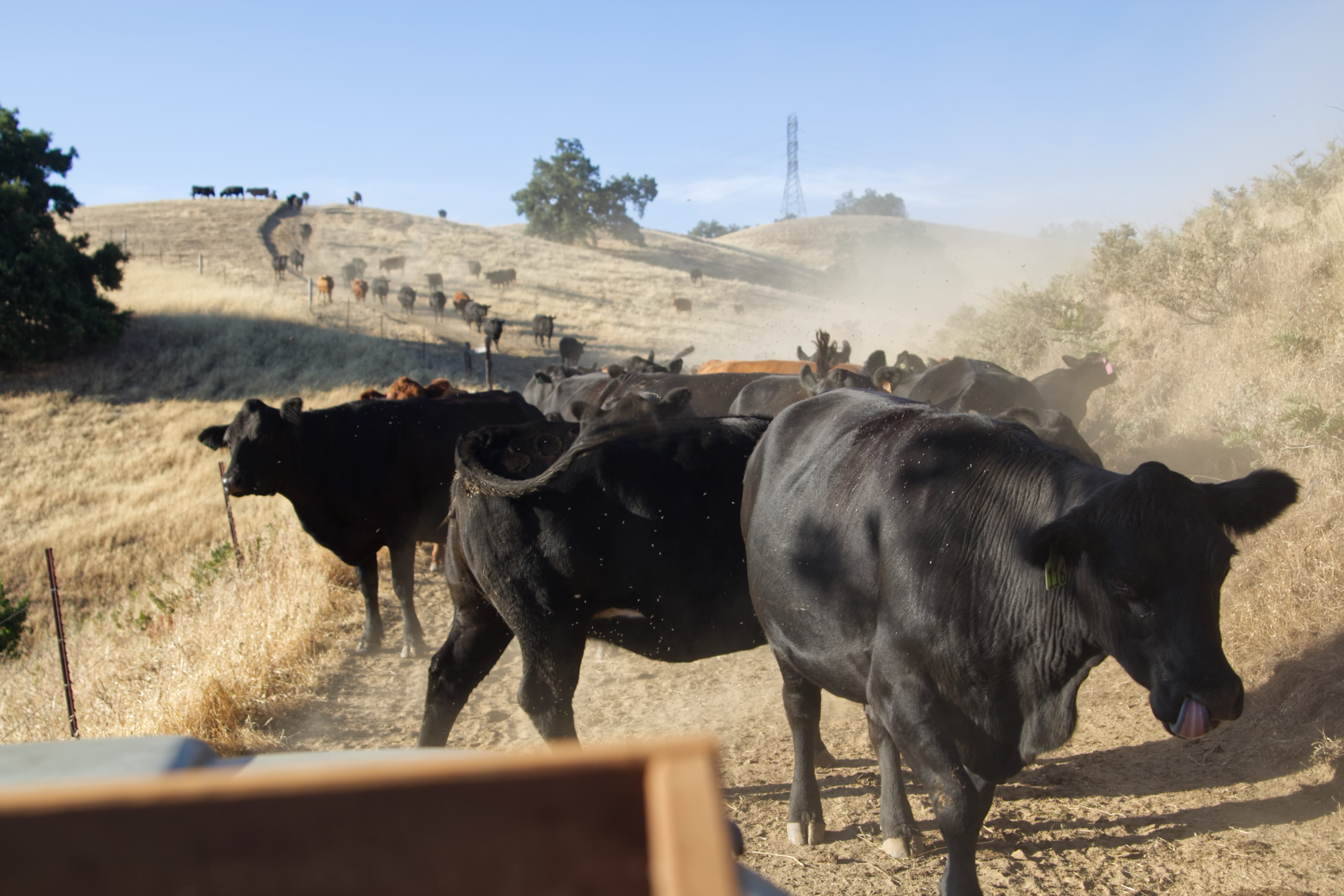 Black cows from back of jeep