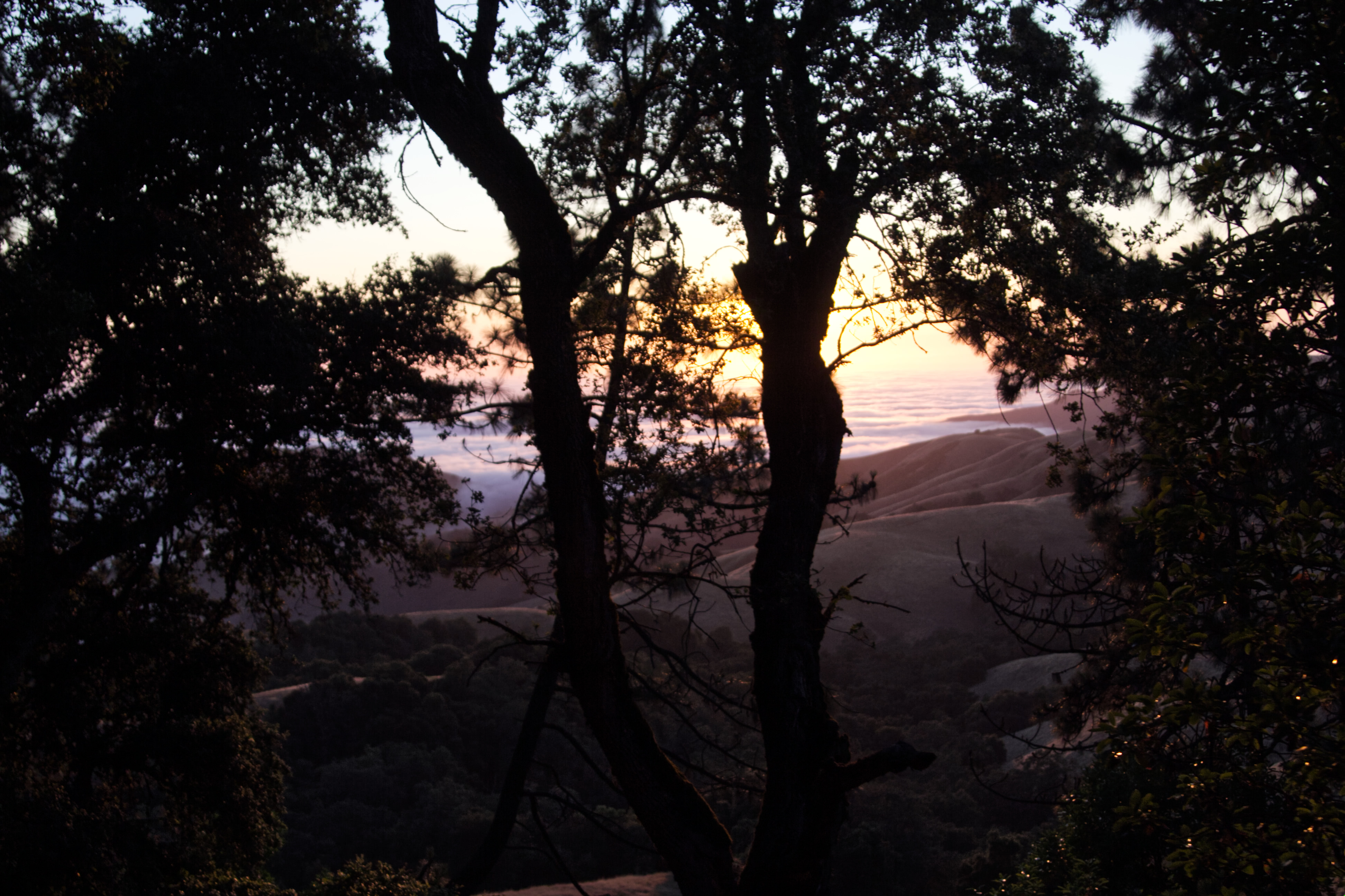 Sunset tree silhouettes